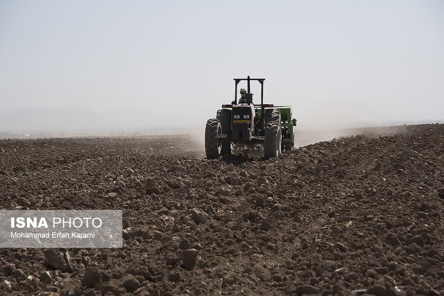 کشت گندم در ۳۱ هزار هکتار از اراضی استان سمنان کشت گندم در ۳۱ هزار هکتار از اراضی استان سمنان