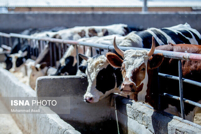 رتبه چهارم گیلان در تولید شیر/ تولید روزانه ۱۲۰ تنی