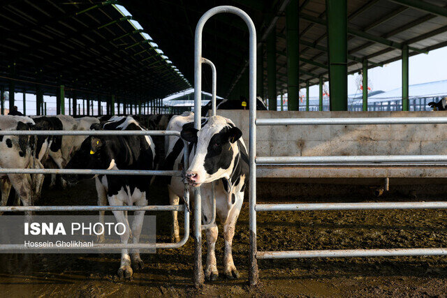 رتبه چهارم گیلان در تولید شیر/ تولید روزانه ۱۲۰ تنی
