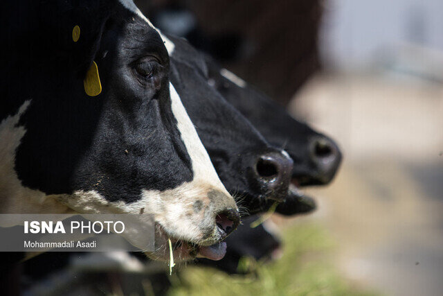 رتبه چهارم گیلان در تولید شیر/ تولید روزانه ۱۲۰ تنی