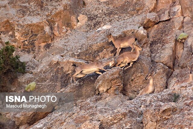 تأمین علوفه برای دامهای اهلی و حیات وحش دشوار شده است تأمین علوفه برای دامهای اهلی و حیات وحش دشوار شده است