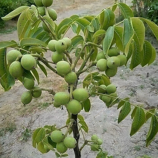 باردهی و سودآوری این نهال گردو از طلا بیشتر است