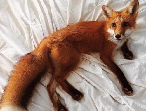 حیواندوستی خوب است اما نه به قیمت بر هم زدن تنوع زیستی حیواندوستی خوب است اما نه به قیمت بر هم زدن تنوع زیستی