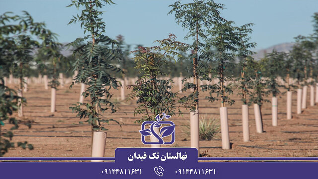 خرید نهال پسته با بهترین قیمت و بهترین کیفیت