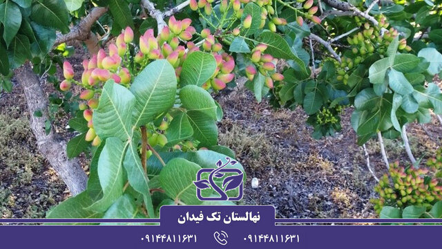خرید نهال پسته با بهترین قیمت و بهترین کیفیت