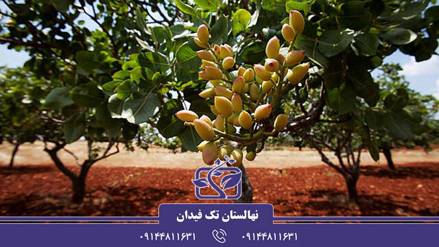 خرید نهال پسته با بهترین قیمت و بهترین کیفیت