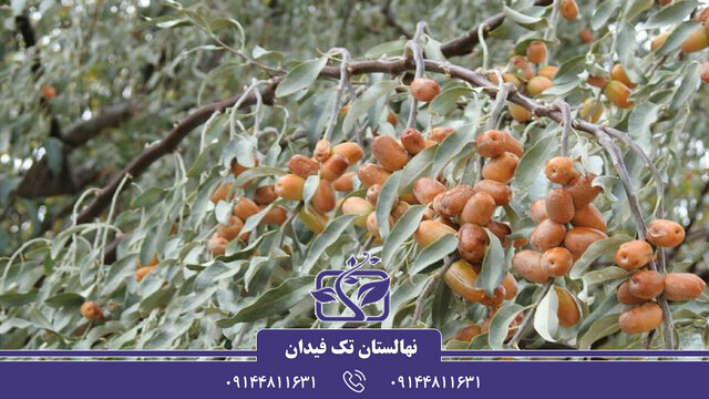 آشنایی با دلایل خرید نهال سنجد و بهترین گونههای آن