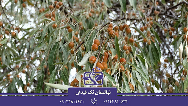 آشنایی با دلایل خرید نهال سنجد و بهترین گونههای آن