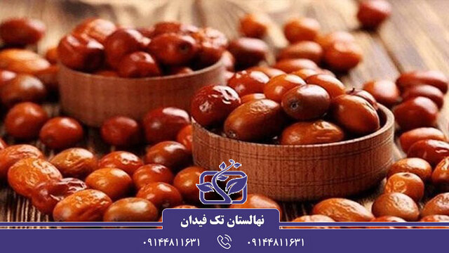 آشنایی با دلایل خرید نهال سنجد و بهترین گونههای آن