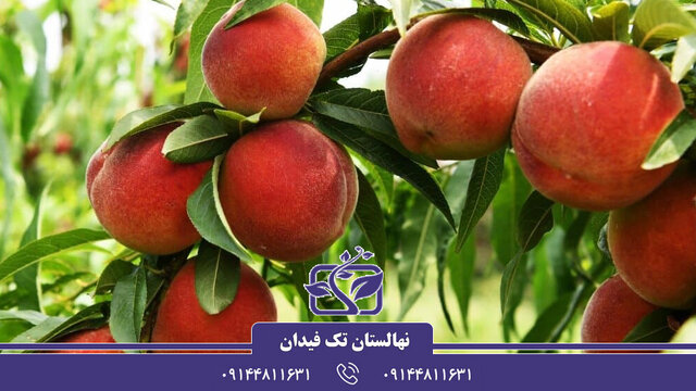 همه چیز درباره خرید نهال هلو