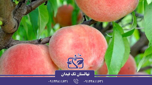همه چیز درباره خرید نهال هلو