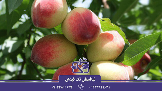 همه چیز درباره خرید نهال هلو