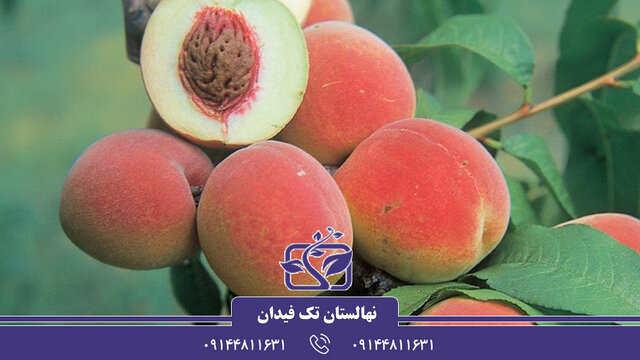 همه چیز درباره خرید نهال هلو