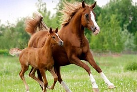 تولید جنین‌ خالص شتر و اسب با روش IVF در دستور کار پژوهشگاه ابن‌سینا/حرکت دنیا به سمت کاهش دام