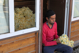 مزرعه گل نرگس - گلستان