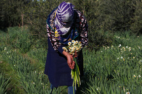 مزرعه گل نرگس - گلستان