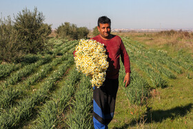 مزرعه گل نرگس - گلستان