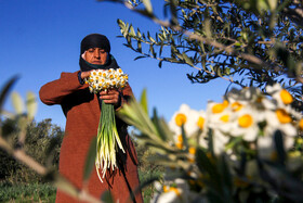 مزرعه گل نرگس - گلستان