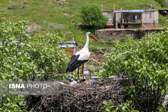 شهر لک لکهای مریوان، اولین زیستگاه ثبتی در کشور میشود شهر لک لکهای مریوان، اولین زیستگاه ثبتی در کشور میشود