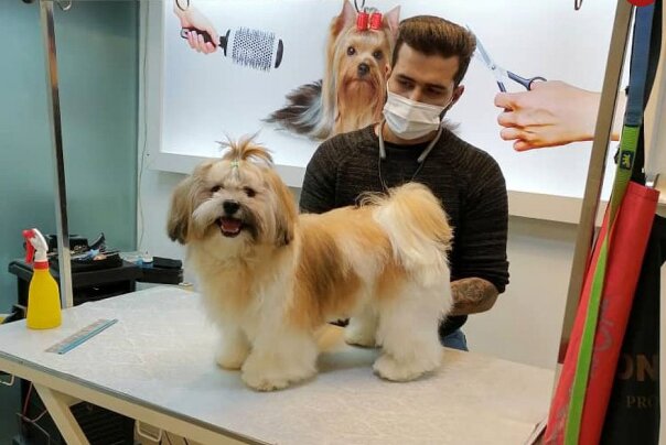 از جشن تولد گربههای جلیقهپوش تا آرایشگاه سگهای جین پوش از جشن تولد گربههای جلیقهپوش تا آرایشگاه سگهای جین پوش