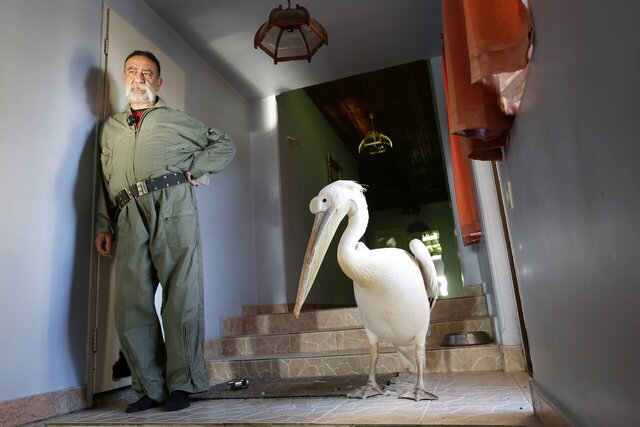 این مرد ۷۰۰ حیوان در خانهاش نگهداری میکند؛ از پلیکان بادیگارد تا ببر سیبری!