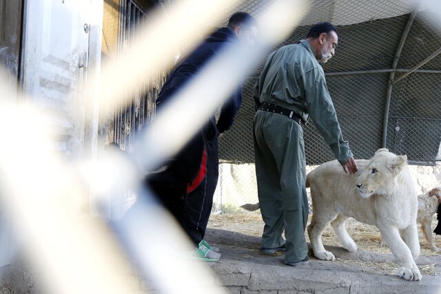 این مرد ۷۰۰ حیوان در خانهاش نگهداری میکند؛ از پلیکان بادیگارد تا ببر سیبری!