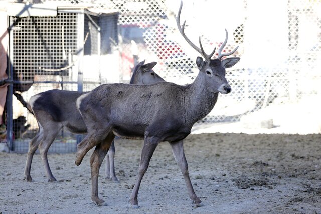 این مرد ۷۰۰ حیوان در خانهاش نگهداری میکند؛ از پلیکان بادیگارد تا ببر سیبری!