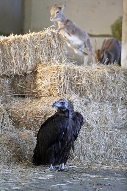 این مرد ۷۰۰ حیوان در خانهاش نگهداری میکند؛ از پلیکان بادیگارد تا ببر سیبری!
