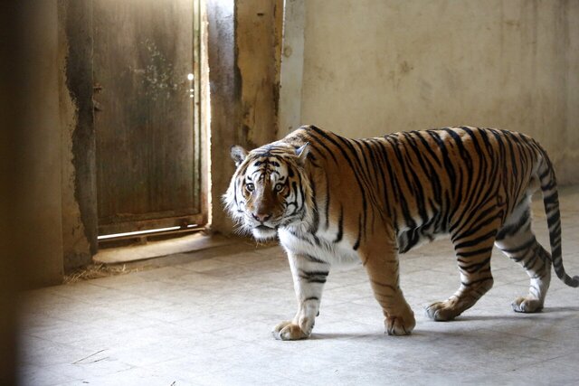 این مرد ۷۰۰ حیوان در خانهاش نگهداری میکند؛ از پلیکان بادیگارد تا ببر سیبری!