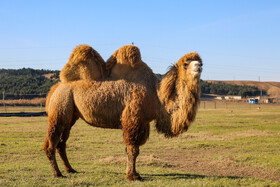 خطر کاهش تنوع زیستی و از دست رفتن ژن‌های شتر دوکوهانه