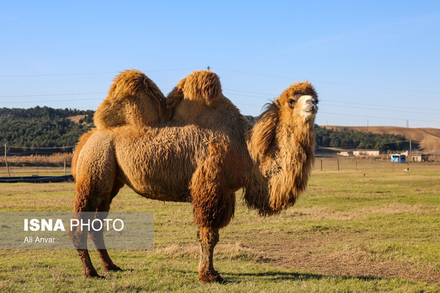 خطر کاهش تنوع زیستی و از دست رفتن ژن‌های شتر دوکوهانه