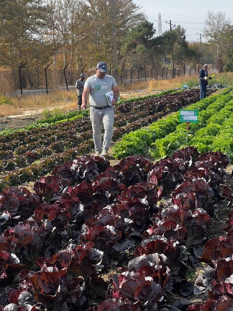 تجاریسازی و شکست انحصار بذور خالص هیبریدی از سوی فناوران کشور/اجاره ۲ میلیاردی مزارع تحقیقاتی