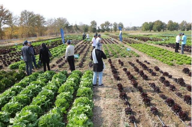 تجاریسازی و شکست انحصار بذور خالص هیبریدی از سوی فناوران کشور/اجاره ۲ میلیاردی مزارع تحقیقاتی