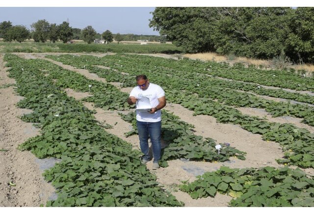 تجاریسازی و شکست انحصار بذور خالص هیبریدی از سوی فناوران کشور/اجاره ۲ میلیاردی مزارع تحقیقاتی