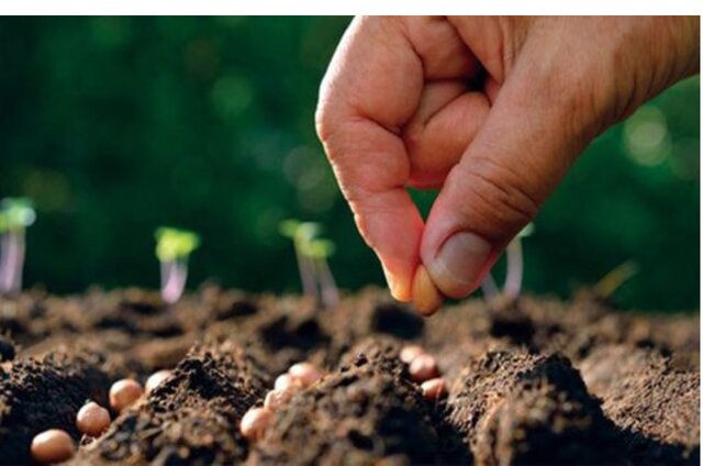 عکس تزئینی است کودهای بذرمال گامی برای مصرف بهینه نهادههای کشاورزی