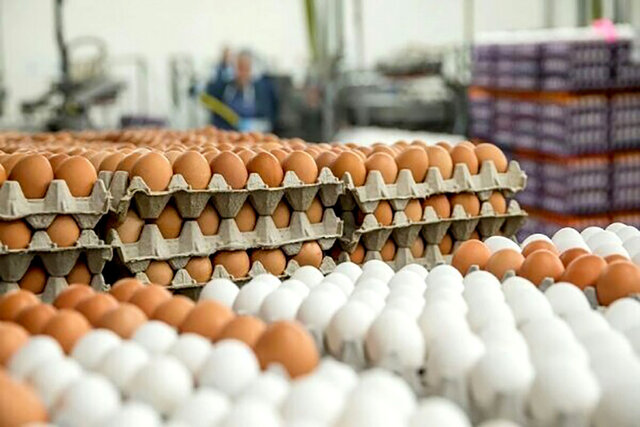 تولید روزانه بیش از ۹۵ تن تخم مرغ در استان سمنان