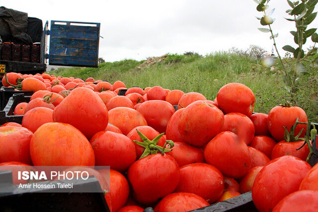 آغاز برداشت گوجه فرنگی زمستانه از مزارع هرمزگان/ پیش‌بینی برداشت ۴۹۵ هزار تن محصول