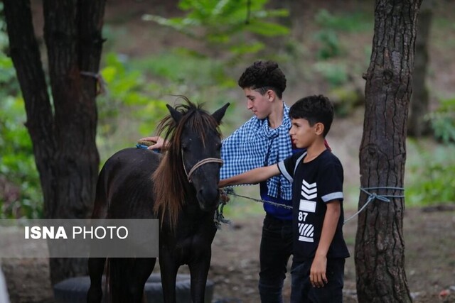 مسابقه چوگان ساحلی با اسب کاسپین در گیلان برگزار میشود+تصویر