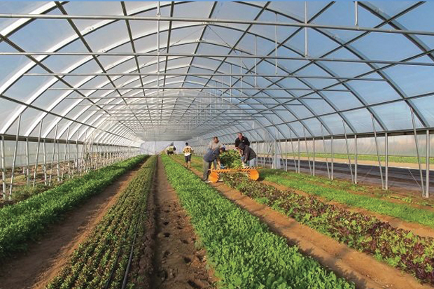 لوله گلخانهای چیست و چه کاربردی دارد؟