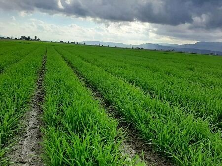 افزایش  ۱۰ درصدی سطح زیر کشت گندم در کرمانشاه  افزایش  ۱۰ درصدی سطح زیر کشت گندم در کرمانشاه