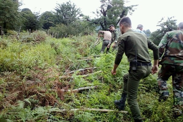 حمل چوب آلات، بدون مجوز به منزله قاچاق است