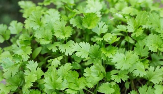 درمان اختلال هاضمه با مصرف «گشنیز» در طب سنتی درمان اختلال هاضمه با مصرف «گشنیز» در طب سنتی