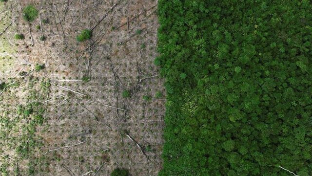 عکس: رویترز کاهش نرخ جنگلزدایی در آمازون