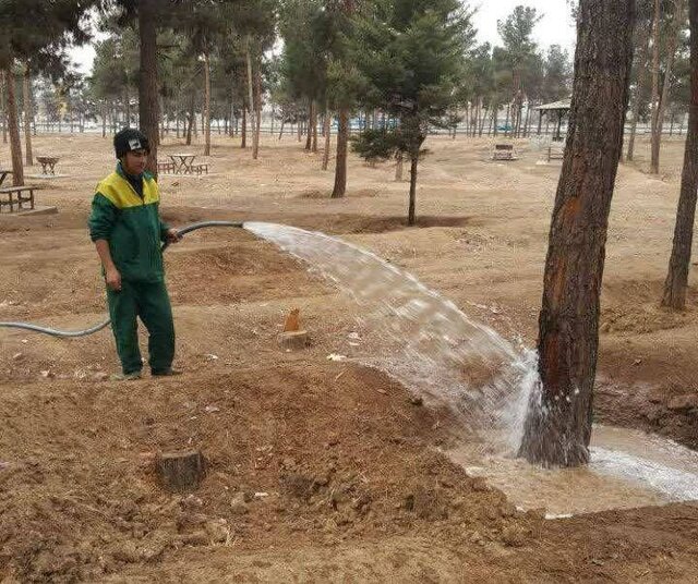 صیانت از درختان سرخه حصار برای جلوگیری از آفت پوستخوار کاج در بهار و تابستان صیانت از درختان سرخه حصار برای جلوگیری از آفت پوستخوار کاج در بهار و تابستان