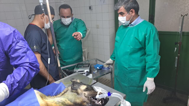 اولین عمل جراحی تراشه سگ در دانشکده دامپزشکی دانشگاه رازی انجام شد اولین عمل جراحی تراشه سگ در دانشکده دامپزشکی دانشگاه رازی انجام شد