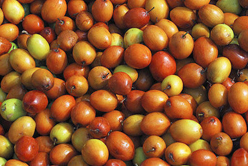 گیاهانی که قلبمان را آرام میکنند