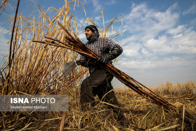 همکاری «ستاد آب» و «کشت‌ و صنعت کارون» برای بازچرخانی آب و بازیافت پسماند نیشکر