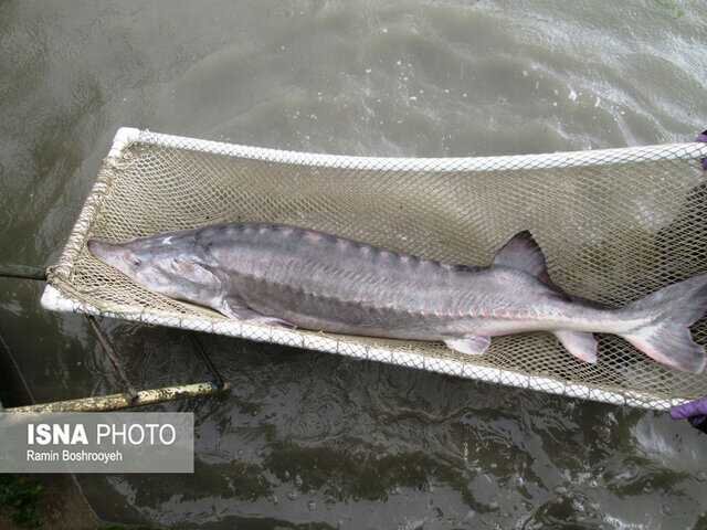 اجرای طرح بررسی تلفات بچه ماهیان خاویاری در گیلان