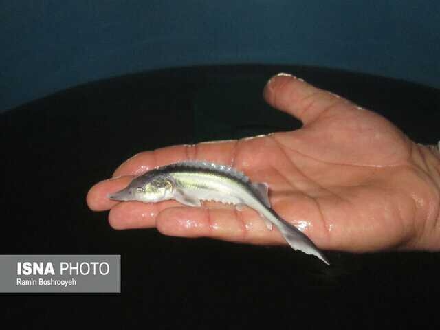 اجرای طرح بررسی تلفات بچه ماهیان خاویاری در گیلان