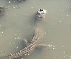 تمساحهایی که منجمد میشوند، اما نمیمیرند